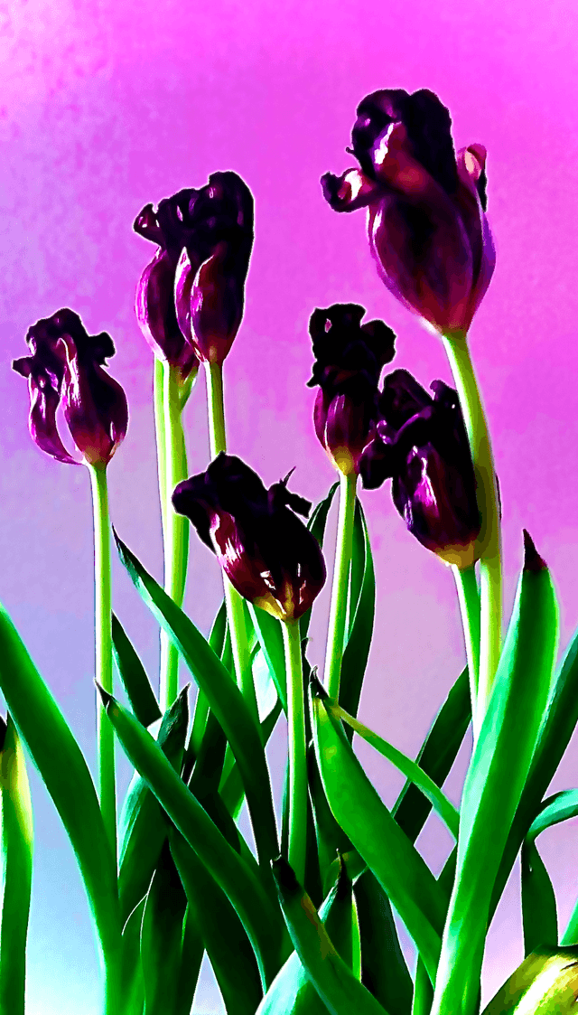 Blommor